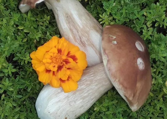 Otel Dolomitenhotel 3*