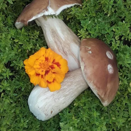 Ξενοδοχείο Dolomitenhotel 3*